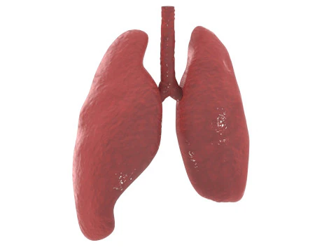 肺 3Dモデル