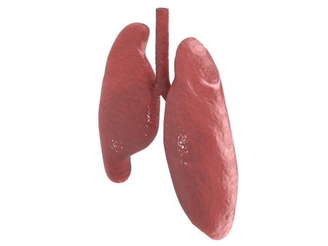 Lungs 3D Model