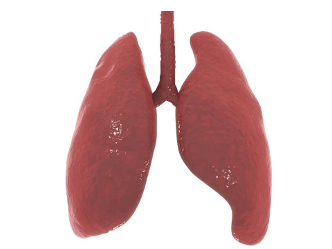 肺 3Dモデル
