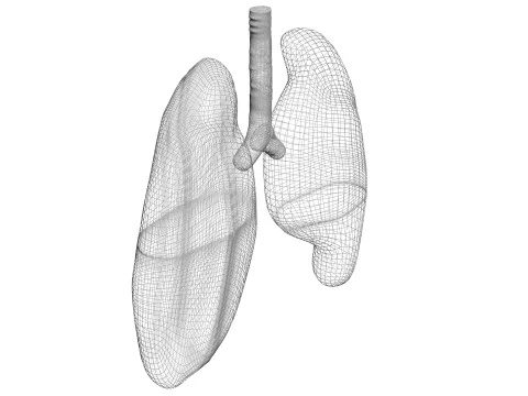 肺 3Dモデル