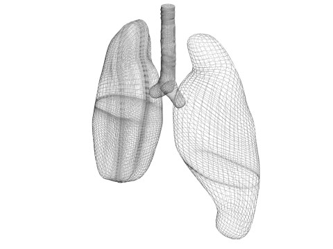 Lungs 3D Model