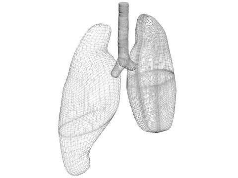 Lungs 3D Model