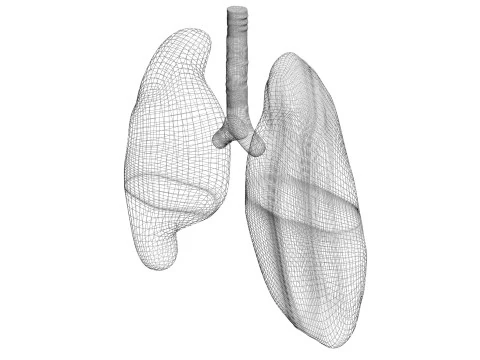 肺 3Dモデル
