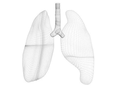 肺 3Dモデル