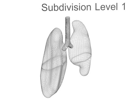 Lungs 3D Model