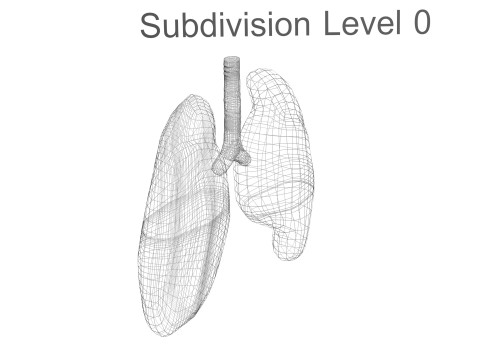 Lungs 3D Model