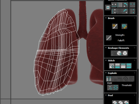 Lungs 3D Model