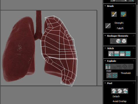 Lungs 3D Model