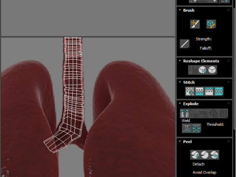 Lungs 3D Model