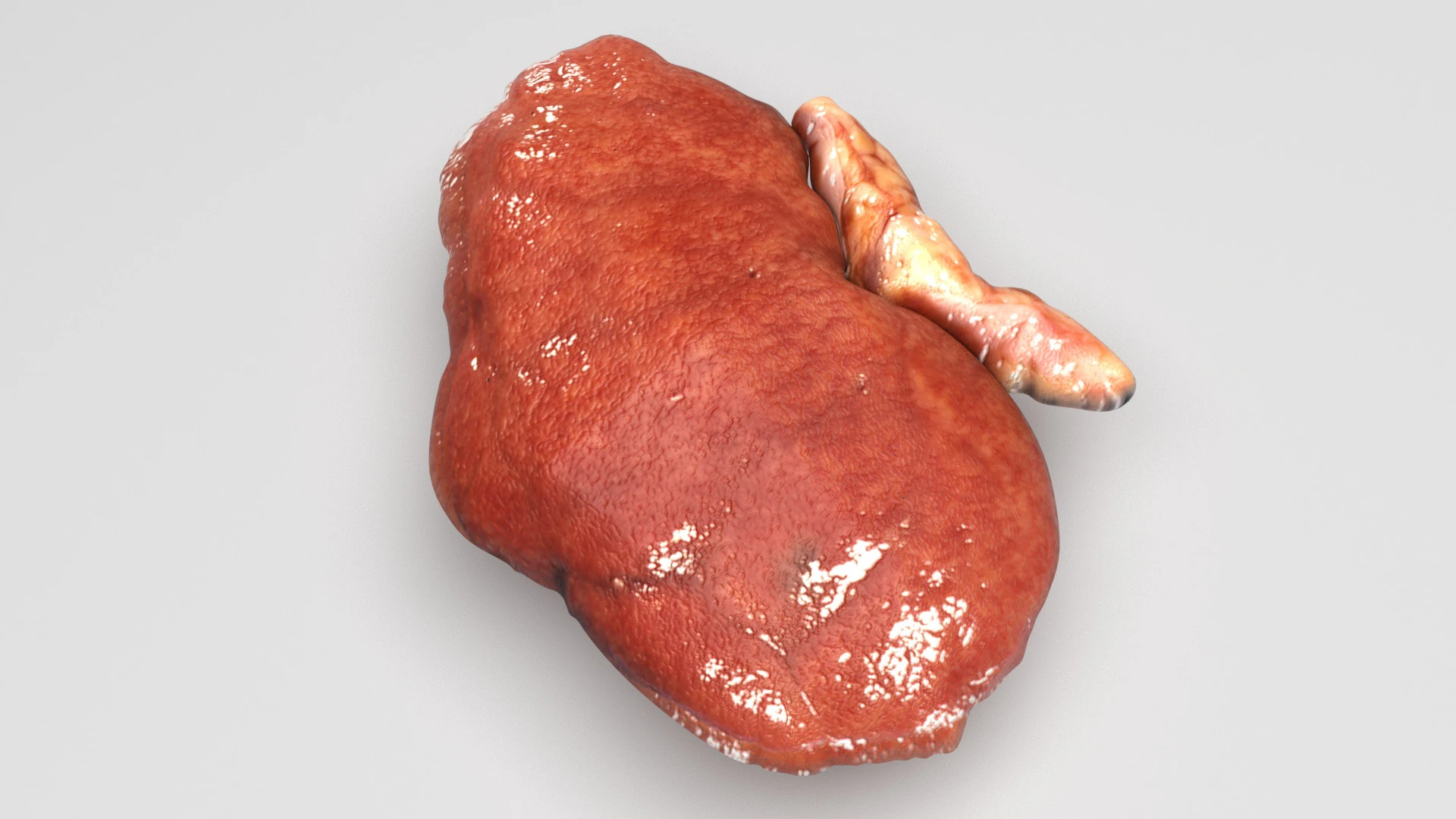 Kidneys 3D Model .c4d .max .obj .3ds .fbx .stl .blend