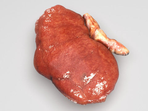 Kidneys 3D Model
