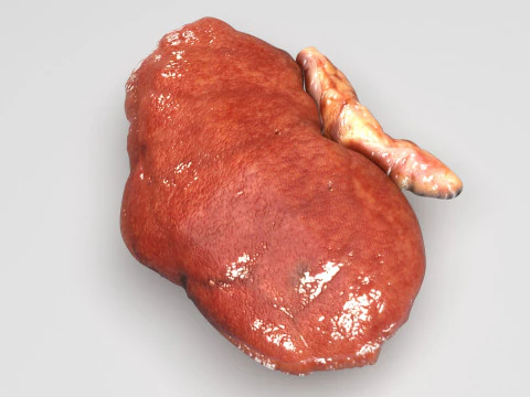 Почки 3D Модель