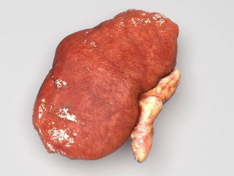 Kidneys 3D Model
