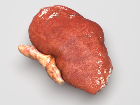 Kidneys Modelo 3D