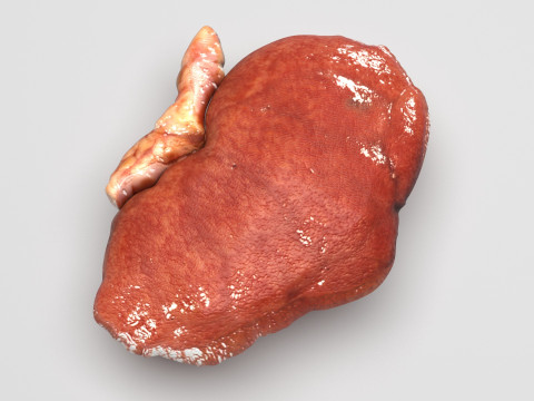 Kidneys Modelo 3D