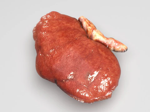 Kidneys 3D Model