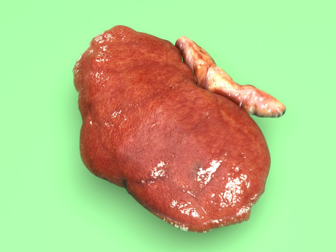 Kidneys Modelo 3D