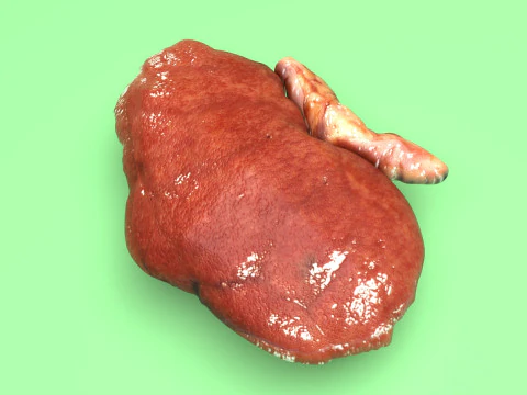 Kidneys 3D Model
