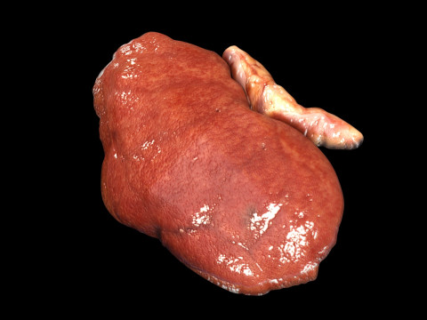 Kidneys Modelo 3D