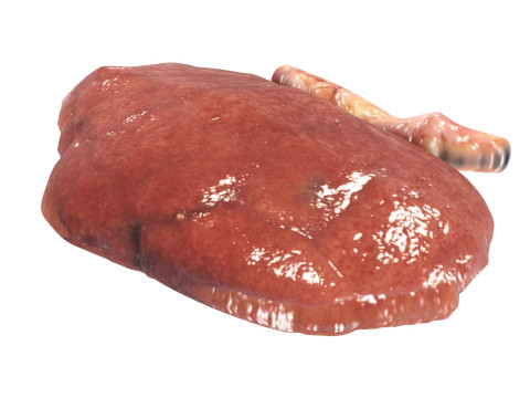 Kidneys Modelo 3D