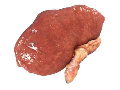 Kidneys Modelo 3D