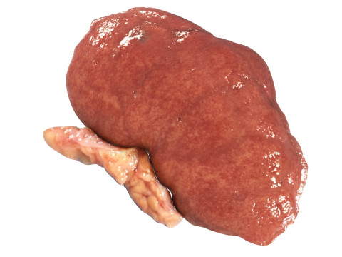 Kidneys Modelo 3D