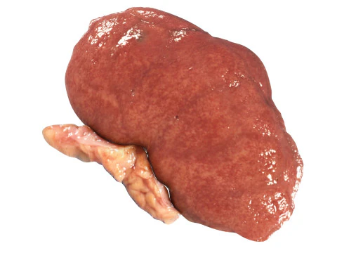 Kidneys 3D Model