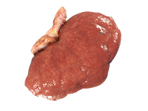 Kidneys Modelo 3D
