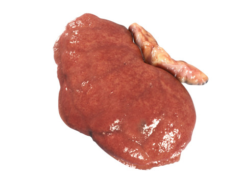 Kidneys Modelo 3D