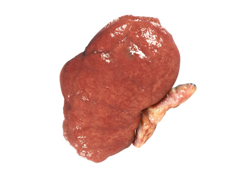 Kidneys Modelo 3D