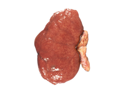 Kidneys Modelo 3D