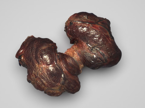 Thyroid Gland 3D Model