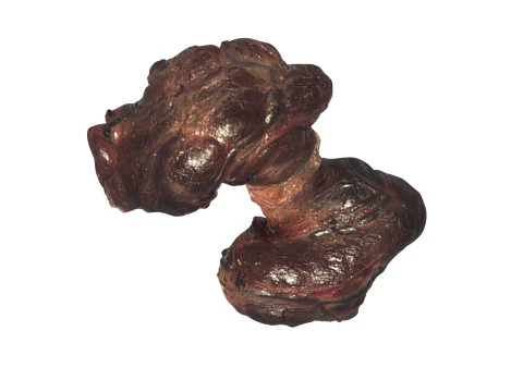 Kelenjar Tiroid Model 3D