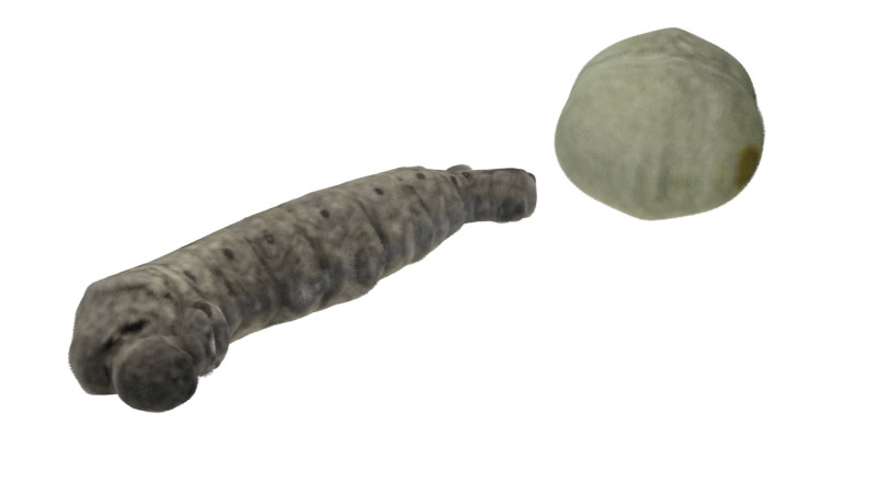 Silkworm With Cocoon Modèle 3D .c4d .max .obj .3ds .fbx .stl .blend 