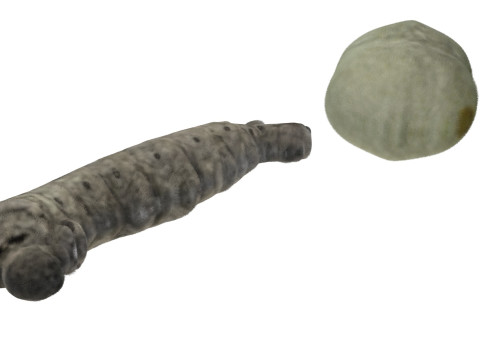 Silkworm With Cocoon 3Dモデル