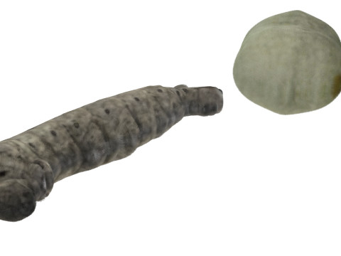 Silkworm With Cocoon Modèle 3D