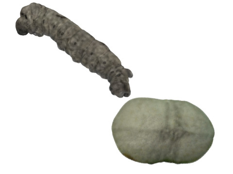 Silkworm With Cocoon Modèle 3D