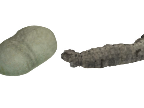 Silkworm With Cocoon Modèle 3D