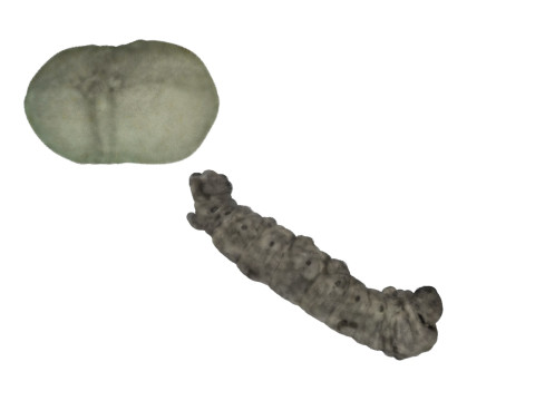 Silkworm With Cocoon Modèle 3D