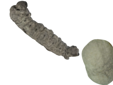 Silkworm With Cocoon Modèle 3D
