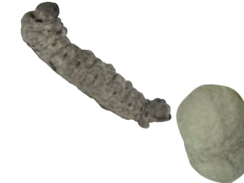 Ver &agrave; soie avec cocon Modèle 3D