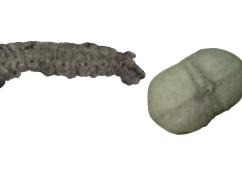 Silkworm With Cocoon Modèle 3D