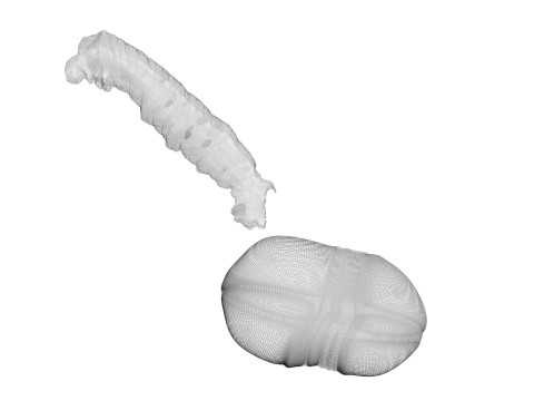 Silkworm With Cocoon Modèle 3D