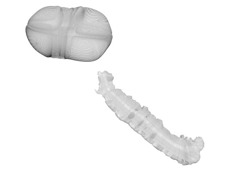 Silkworm With Cocoon Modèle 3D