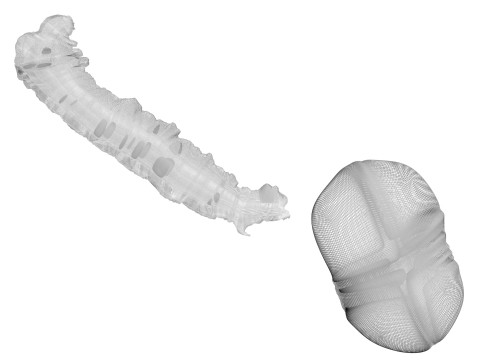 Silkworm With Cocoon Modèle 3D