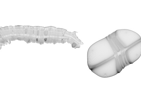 Silkworm With Cocoon Modèle 3D