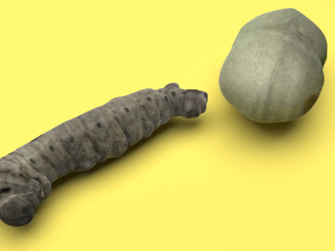 Silkworm With Cocoon Modèle 3D