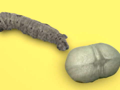 Silkworm With Cocoon Modèle 3D