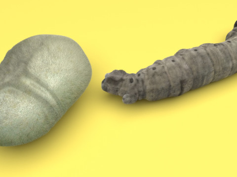 Silkworm With Cocoon Modèle 3D