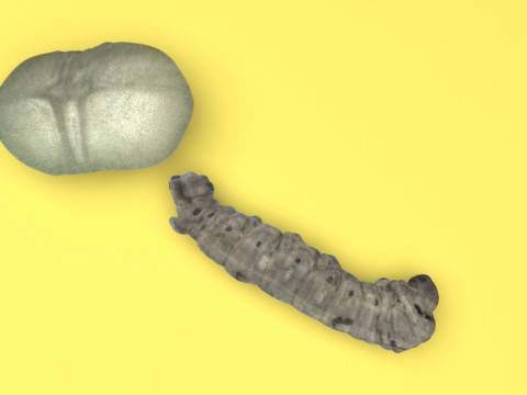 Silkworm With Cocoon Modèle 3D